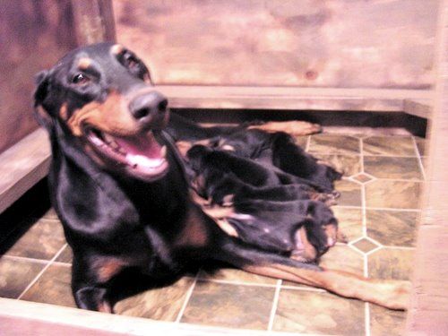 doberman puppies