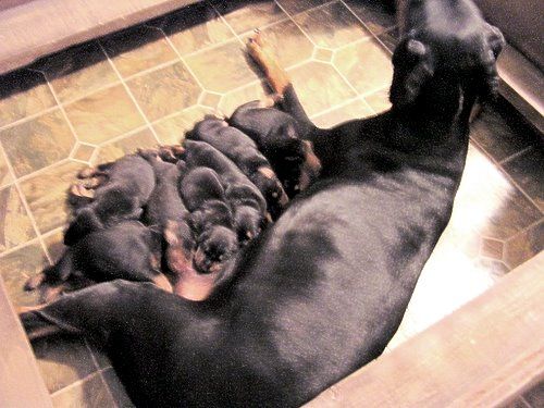 doberman puppies