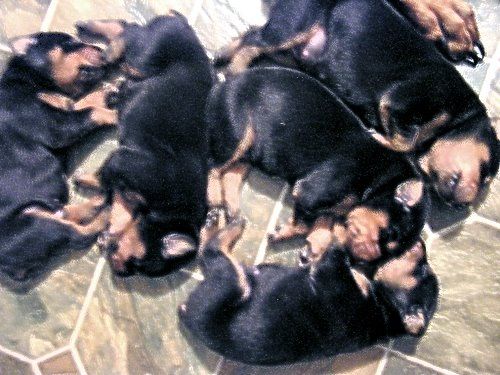 doberman puppies