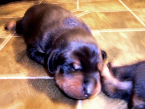 doberman puppies