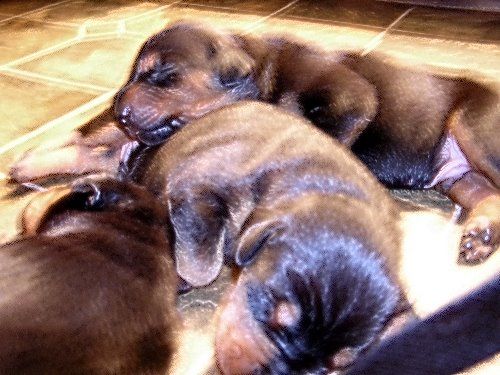 doberman puppies