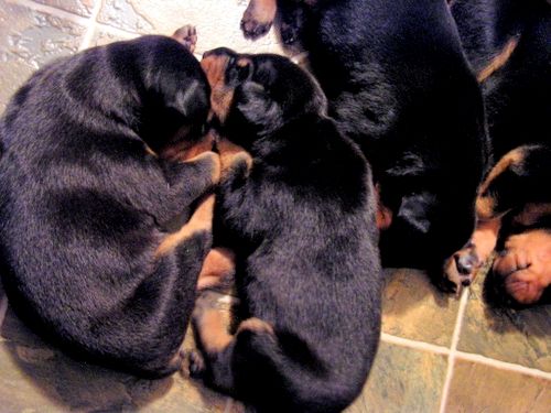 doberman puppies