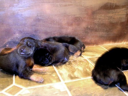 doberman puppies