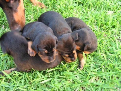 Doberman Pinscher Puppies