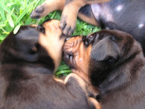 Doberman Pinscher Puppies