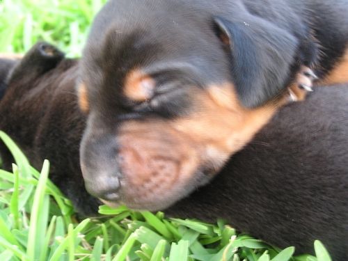 Doberman Pinscher Puppies