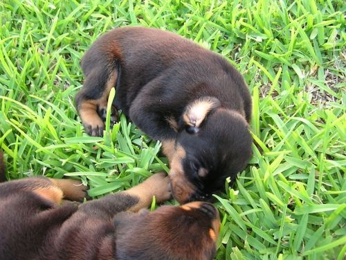 Doberman Pinscher Puppies