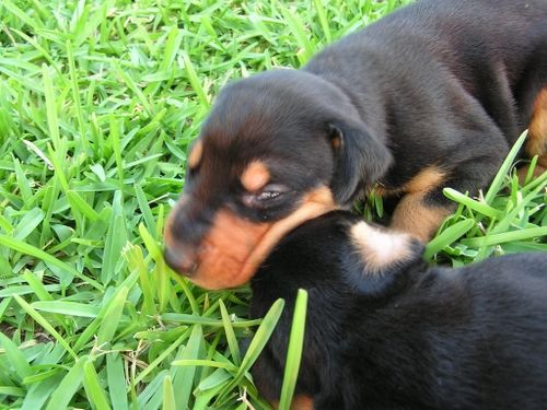 Doberman Pinscher Puppies