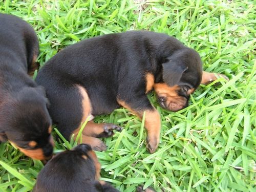 Doberman Pinscher Puppies