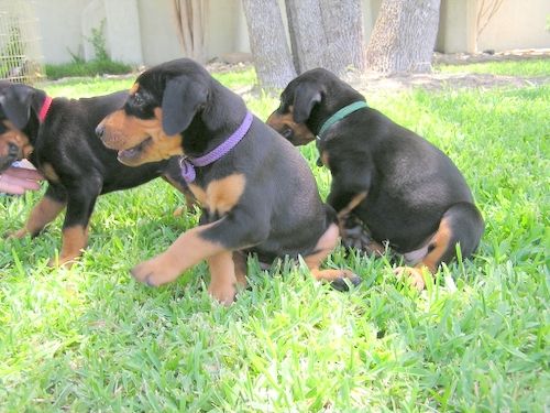 Dobe pups