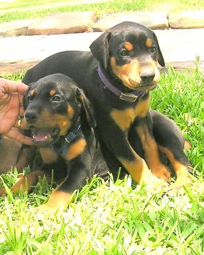 Dobe pups