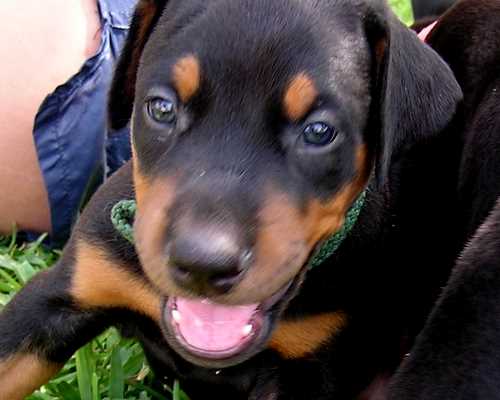 Doberman puppy