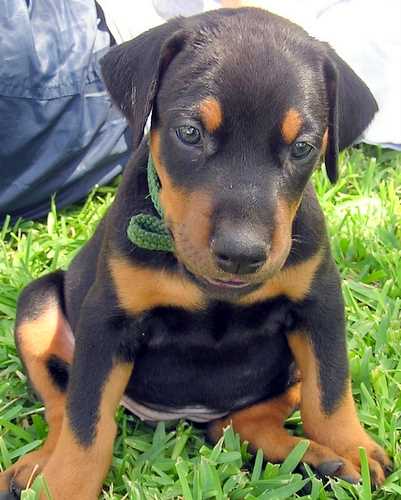 Doberman puppy