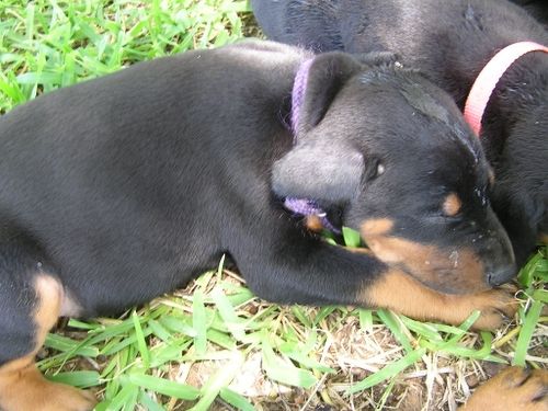 Doberman puppy