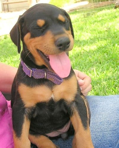 Doberman puppy