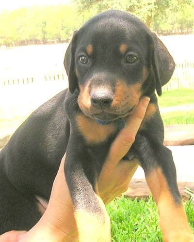 Doberman puppy