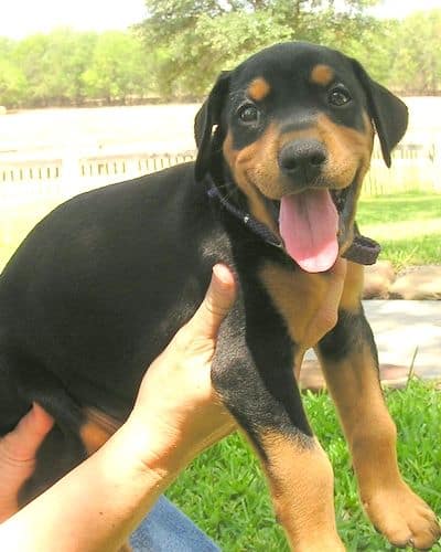 Doberman puppy