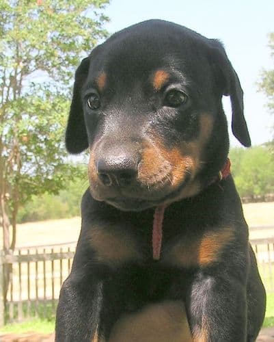 Doberman puppy