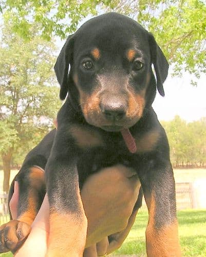 Doberman puppy