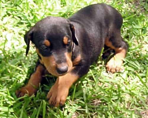 Doberman puppy