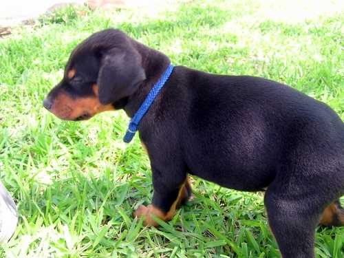 Doberman puppy