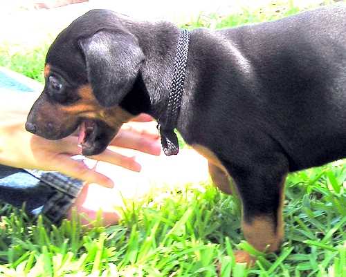 Doberman puppy