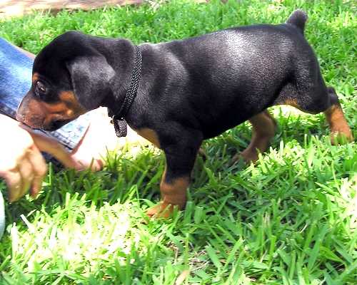 Doberman puppy