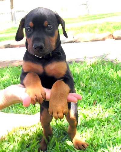 Doberman puppy