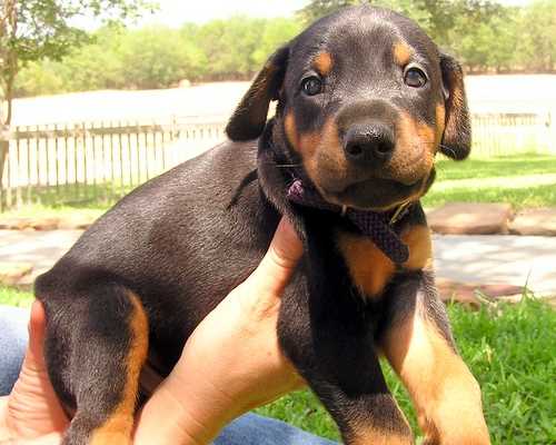 Doberman puppy