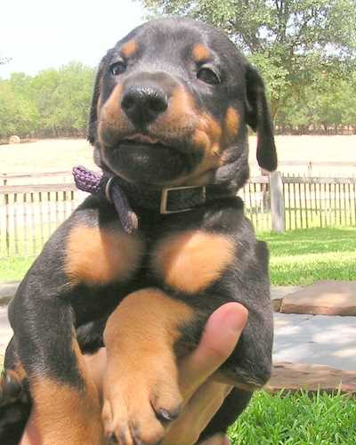 Doberman puppy