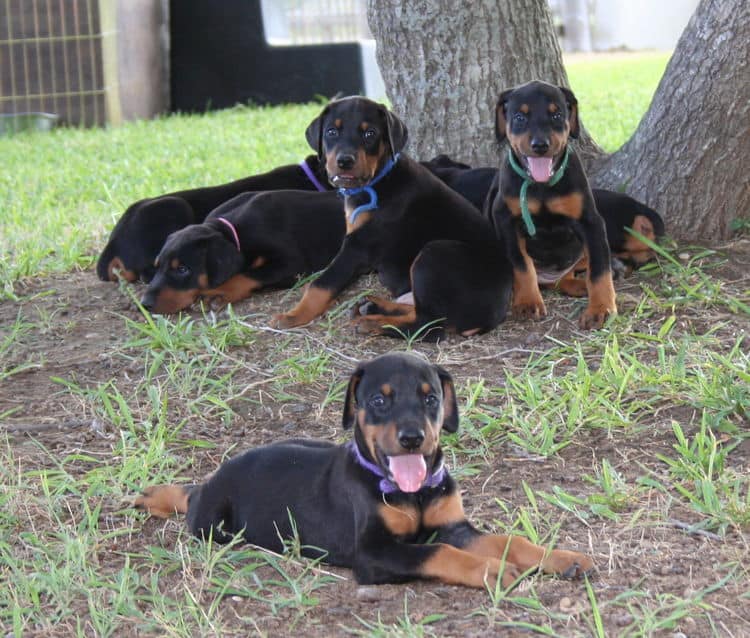 Dobe puppies