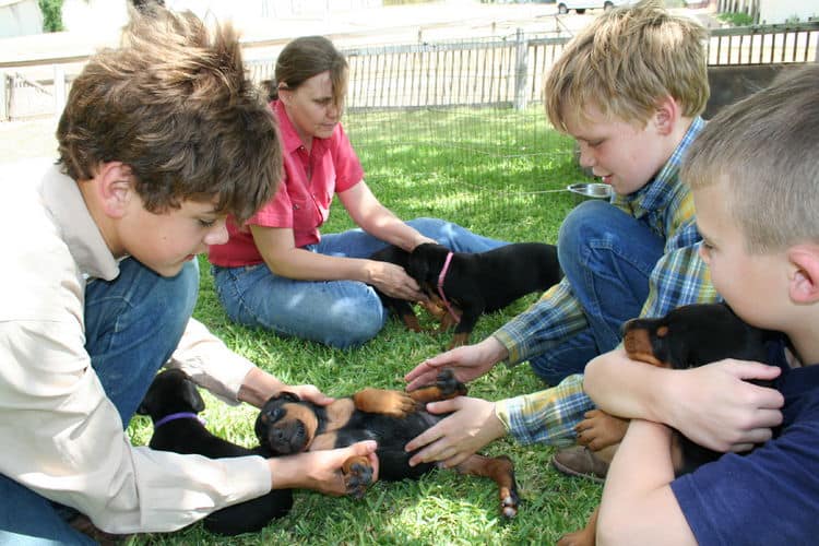 Dobe puppies