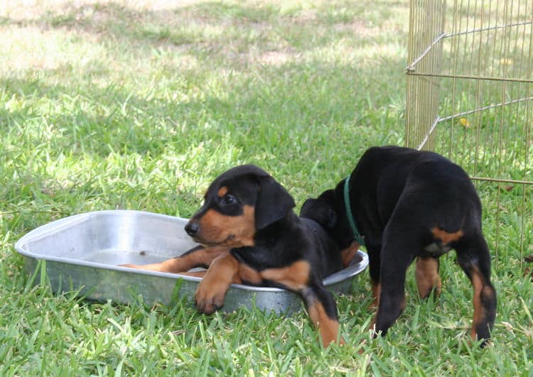 Dobe puppies