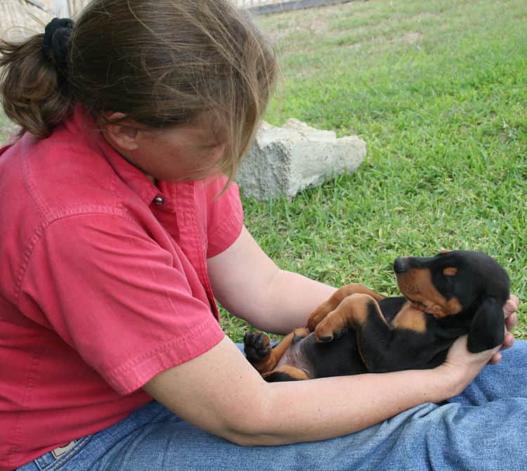 Buster family with Dobermans