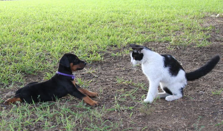 Dobe puppies