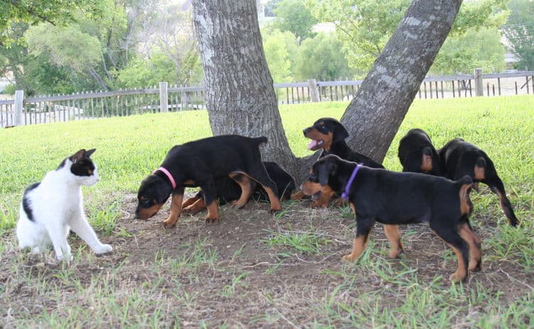 Dobe puppies