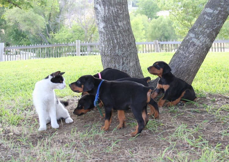 Dobe puppies