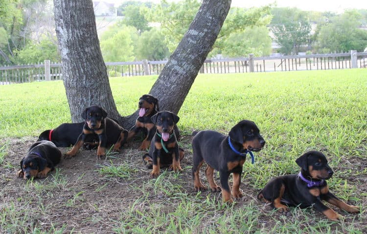 Dobe puppies