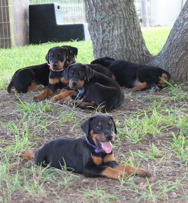 Dobe puppies