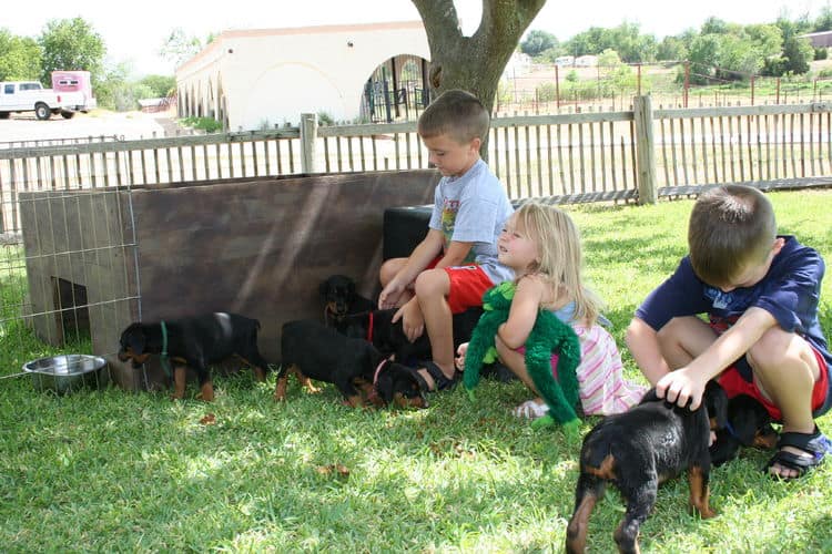 Dobe puppies