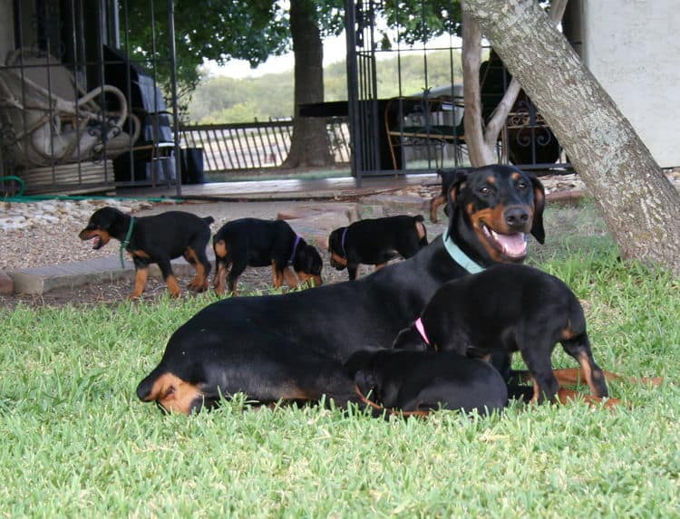 Dobe puppies