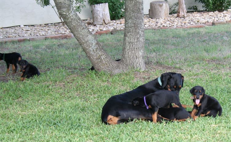 Dobe puppies