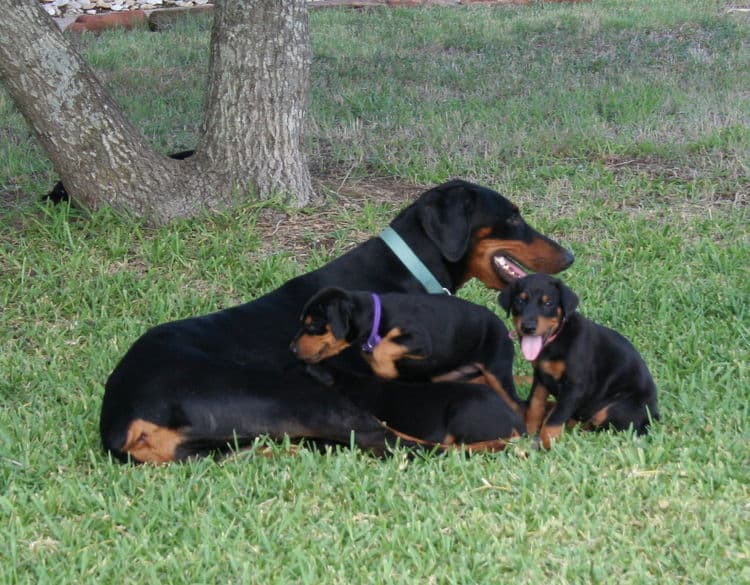 Dobe puppies