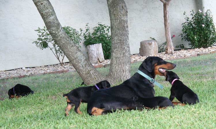 Dobe puppies