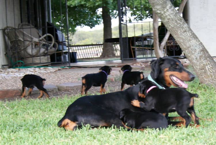 Dobe puppies