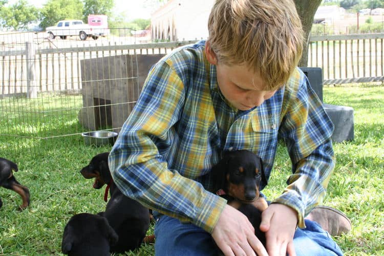 Dobe puppies