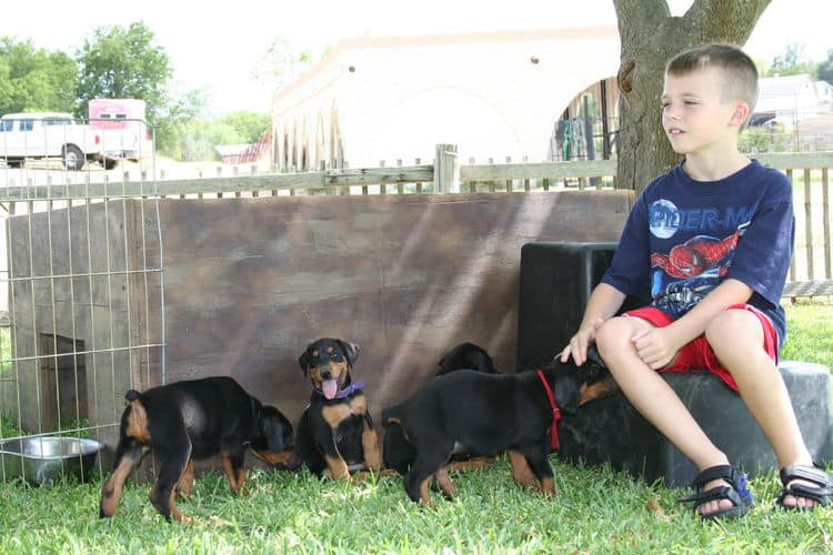 Dobe puppies