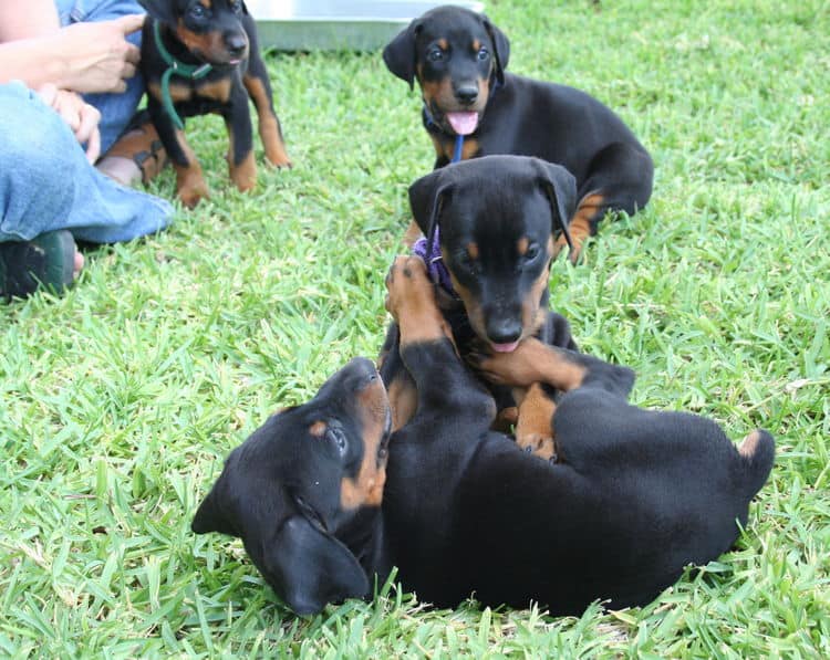 Dobe puppies