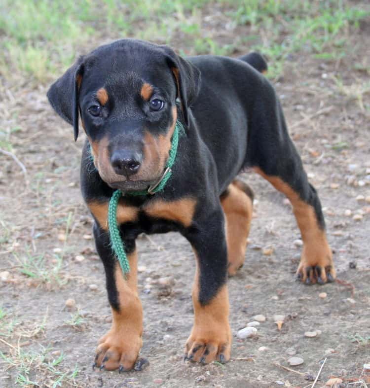 Doberman pup