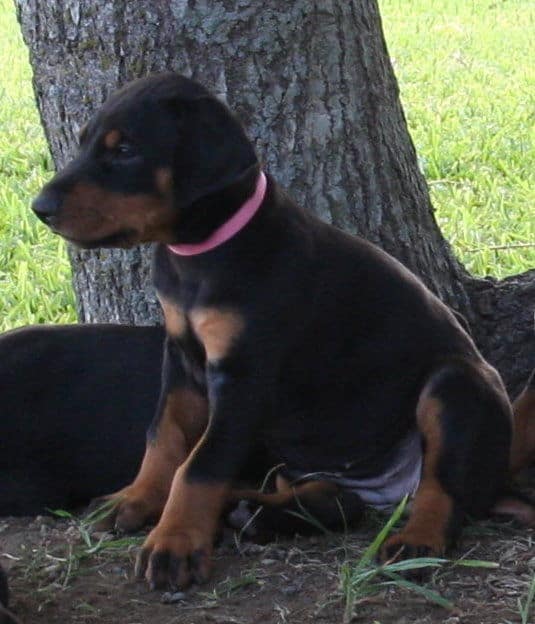 Doberman puppy